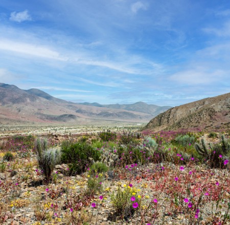 L-218 Desierto florido